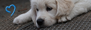 Golden Retriever Welpe vom Z�chter