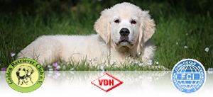 Z�chter GRC VDH FCI